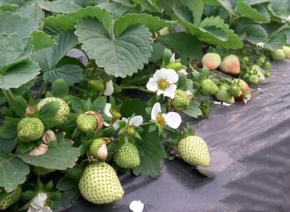 草莓图片,草莓开花图片,野草莓图片