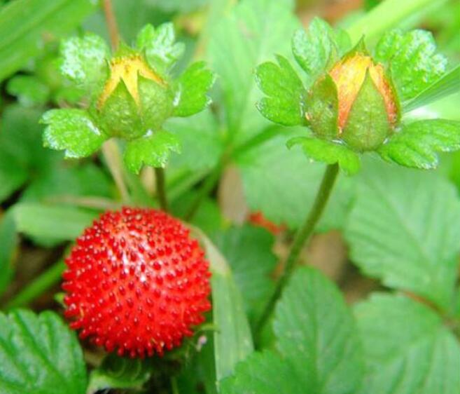 草莓图片,草莓开花图片,野草莓图片
