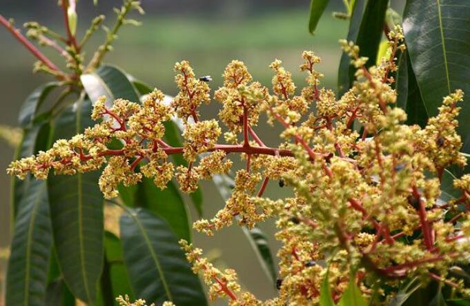 芒果图片,芒果树图片,芒果是什么季节的水果