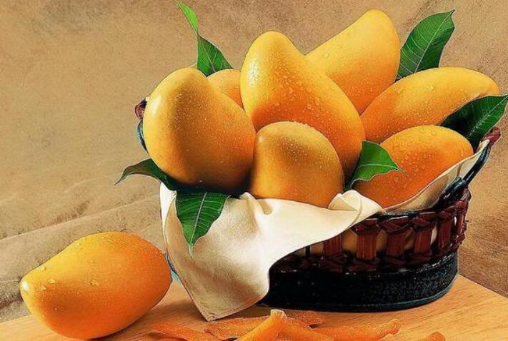 芒果图片,芒果树图片,芒果是什么季节的水果