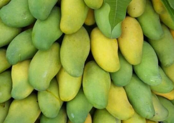 芒果图片,芒果树图片,芒果是什么季节的水果