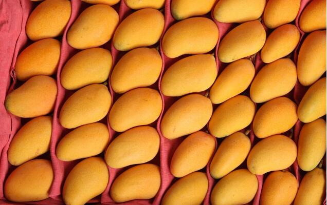 芒果图片,芒果树图片,芒果是什么季节的水果