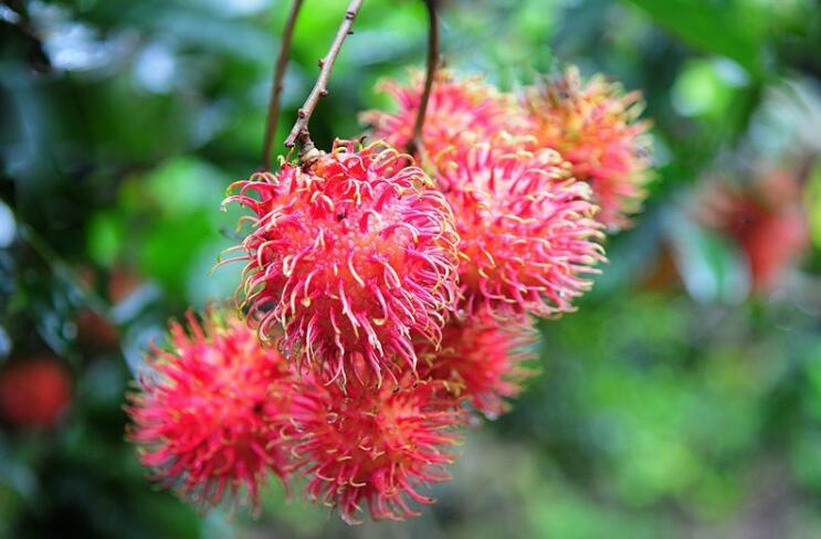 红毛丹长什么样,红毛丹图片详解