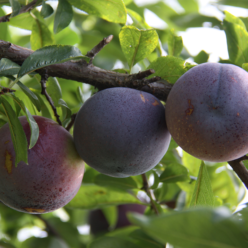 酸甜黑布林图片大全,个大味好的黑布林李子