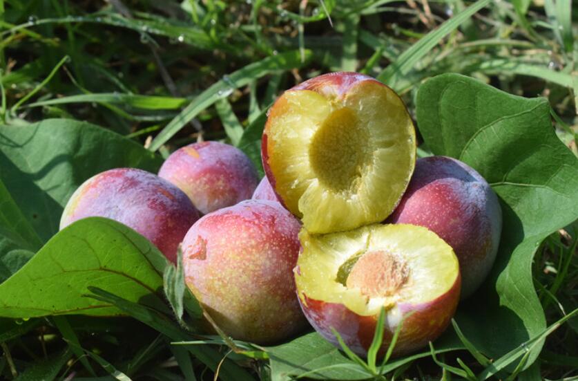 脆红黑布林李子图片,青色酸甜黑布林李子