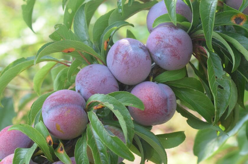 脆红黑布林李子图片,青色酸甜黑布林李子