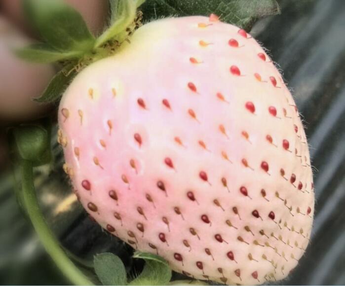 日本菠萝莓图片大全,奶油白草莓图片