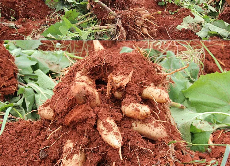 农家雪莲果图片大全,云南特产雪莲果