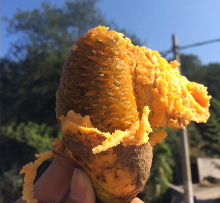 野香蕉多少钱一斤,八月瓜野香蕉30-60元/斤