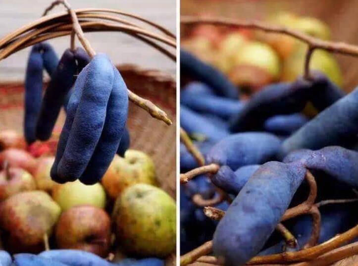 野香蕉什么时候成熟,八月瓜农历八月份成熟