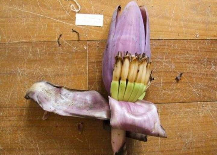 野香蕉可以吃吗,野香蕉是皇家贡品可以吃