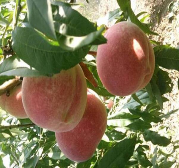 蟠桃什么时候成熟,蟠桃三千年一开花(8-9月份成熟)