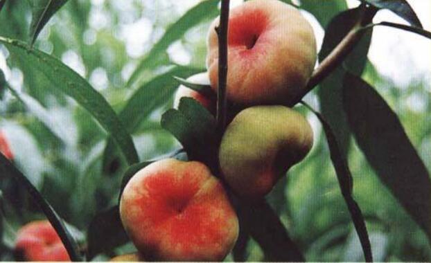 蟠桃什么时候成熟,蟠桃三千年一开花(8-9月份成熟)