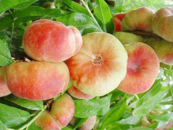 蟠桃什么时候成熟,蟠桃三千年一开花(8-9月份成熟)