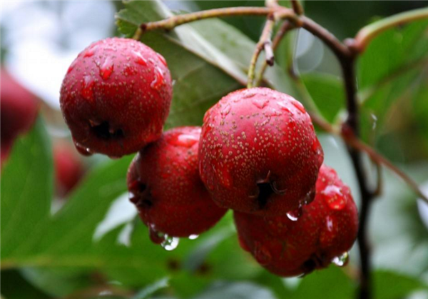 山楂产地哪里的好,中国山楂之乡在山东