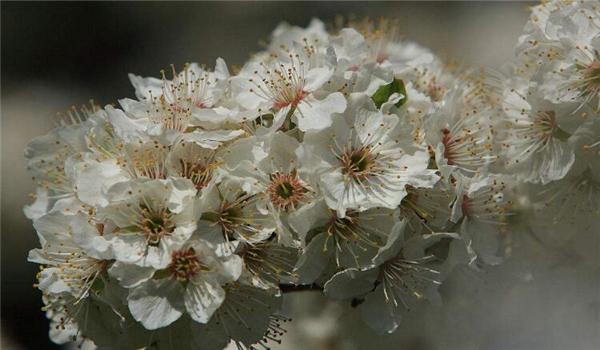 李子几月份成熟,李子的成熟季节(7-8月份)