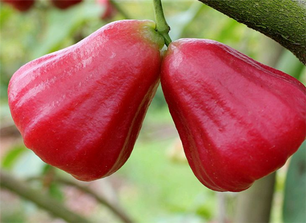 莲雾什么季节吃最好 莲雾几月份成熟(7月份)