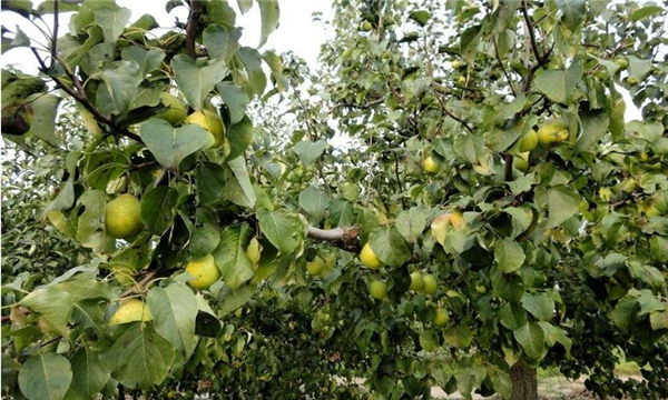 梨子几月份熟,梨子的成熟季节(7-8月份)