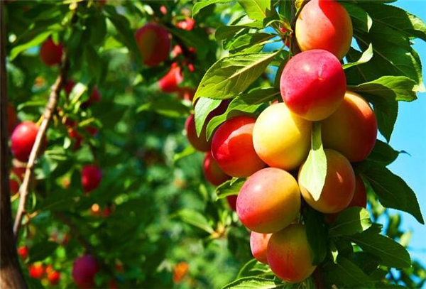 黑布林几月份成熟,黑布林各品种的成熟时间