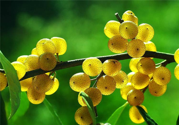 羊奶果图片 详细了解羊奶果 羊奶果树图片大全