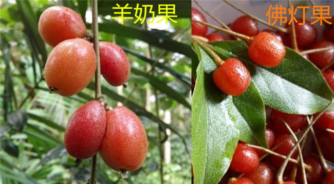 佛灯果和羊奶果的区别,羊奶果营养价值更高