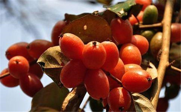 佛灯果和羊奶果的区别,羊奶果营养价值更高