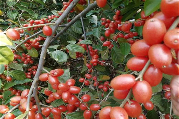 佛灯果和羊奶果的区别,羊奶果营养价值更高