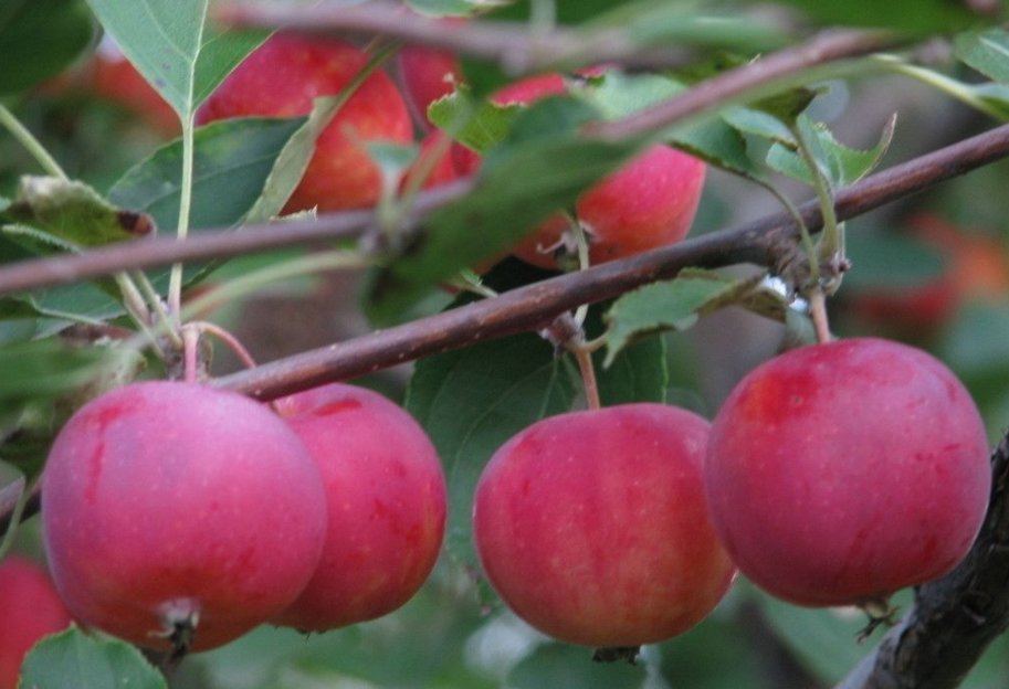 沙果是苹果吗,沙果被称为野苹果但不是苹果