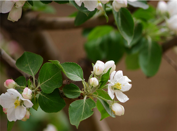 沙果图片 东北沙果图片 辨认沙果图片大全