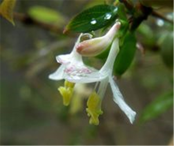 杈杷果是爱心形状吗 杈杷果是天然心形吗(是)