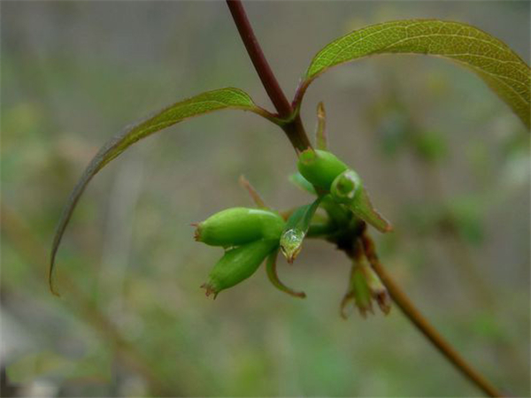 杈杷果是爱心形状吗 杈杷果是天然心形吗(是)