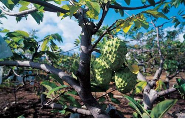 释迦果哪里产的好吃,释迦果的产地在哪