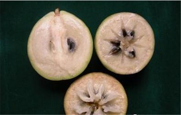 金星果图片 金星果图片大全 金星果的功效与作用