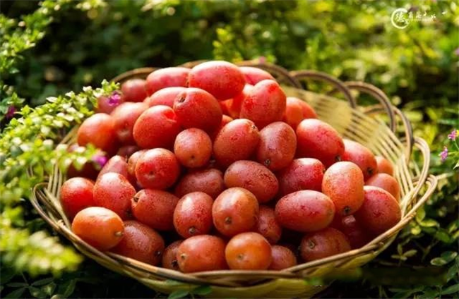 羊奶果的产地是哪里,羊奶果是西南地区特产