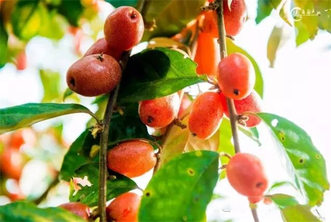 羊奶果的产地是哪里,羊奶果是西南地区特产