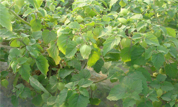 姑娘果怎么种植,育苗浸种非常关键