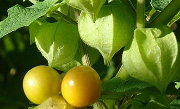 姑娘果怎么种植,育苗浸种非常关键