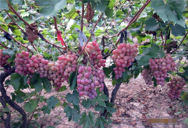 吃葡萄不吐葡萄皮,小时候对葡萄引起四大的误会