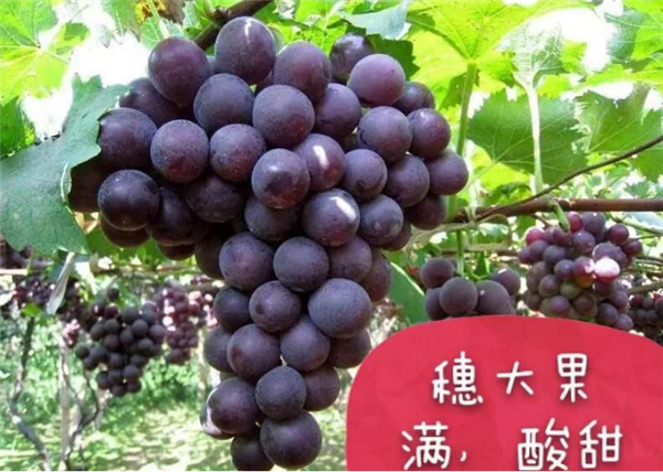 巨峰葡萄几月份成熟,巨峰葡萄7月成熟8月上市