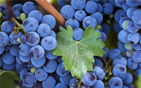 葡萄皮可以吃吗,葡萄皮有很好的抗癌效果