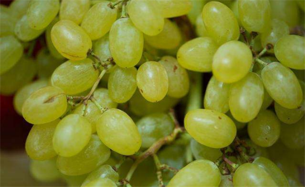 选购葡萄的方法大全,选购葡萄先看品种再看果粒间隙