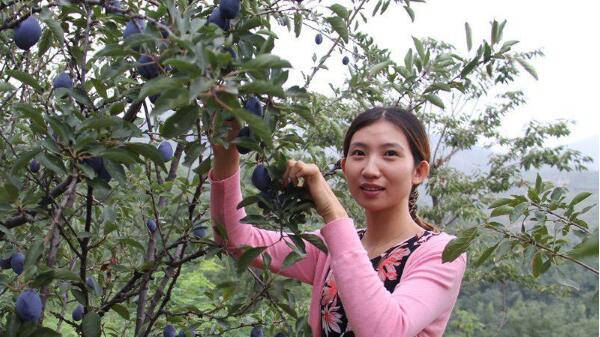 西梅是什么季节水果,西梅的营养价值