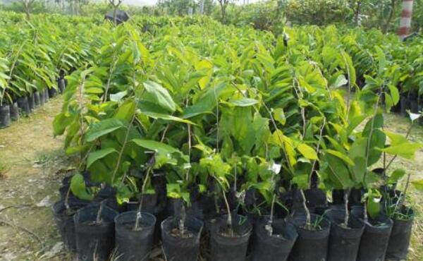 释迦果的籽有毒吗,释迦果的籽有什么用