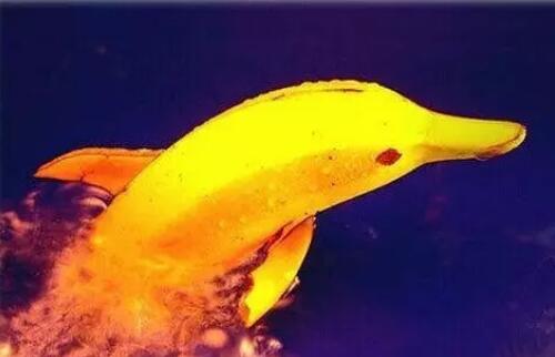 水果拼盘图片简单好看，简单创意水果图片大全带名字