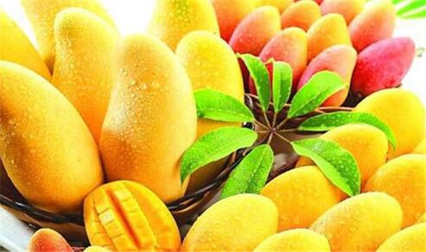 女人吃芒果好吗,女人吃芒果有什么功效(女人吃芒果好处和坏处)