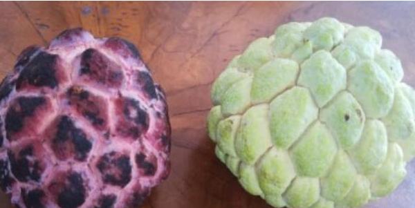 释迦果的籽能吃吗,释迦果籽可不可以吃(释迦果籽不小心吃了不会中毒)