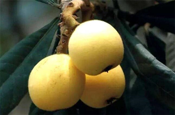 枇杷产地在哪里,枇杷产地哪里最有名