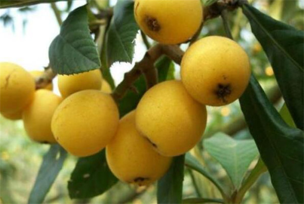 枇杷产地在哪里,枇杷产地哪里最有名