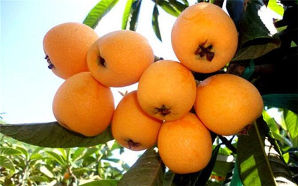 枇杷产地在哪里,枇杷产地哪里最有名