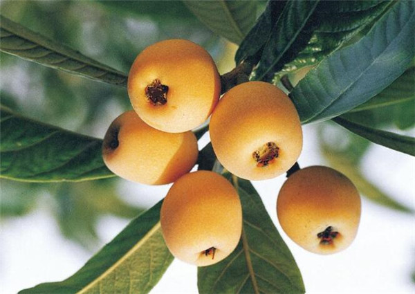 枇杷产地在哪里,枇杷产地哪里最有名